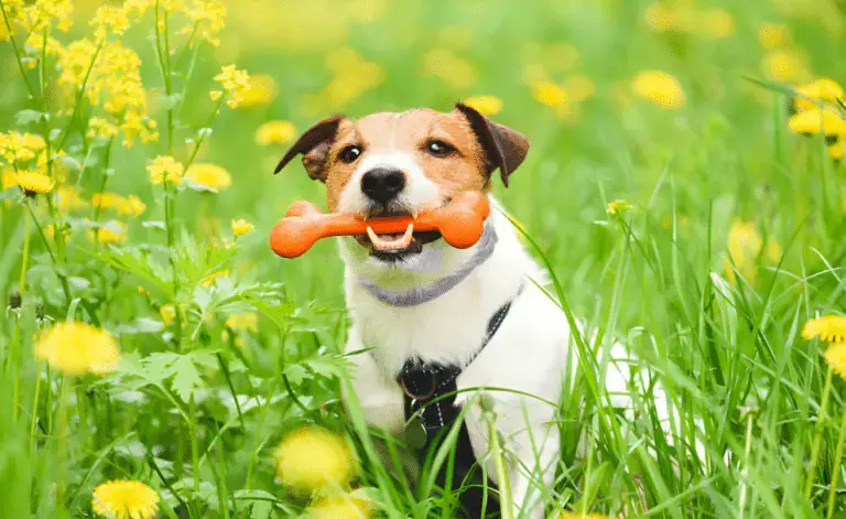 Fur Sweep Flea & Tick Collar 1