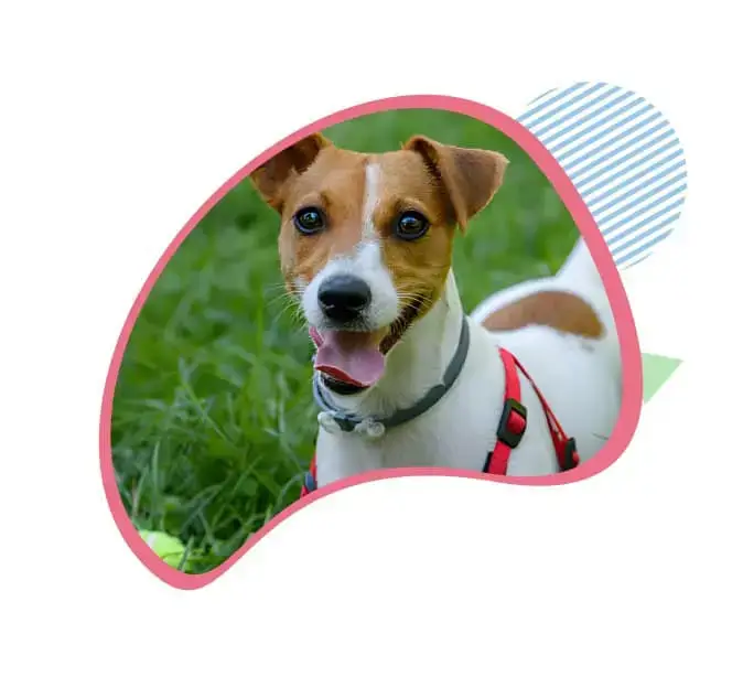 Fur Sweep Flea & Tick Collar 2