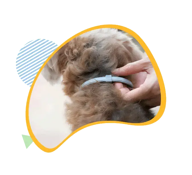 Fur Sweep Flea & Tick Collar 3